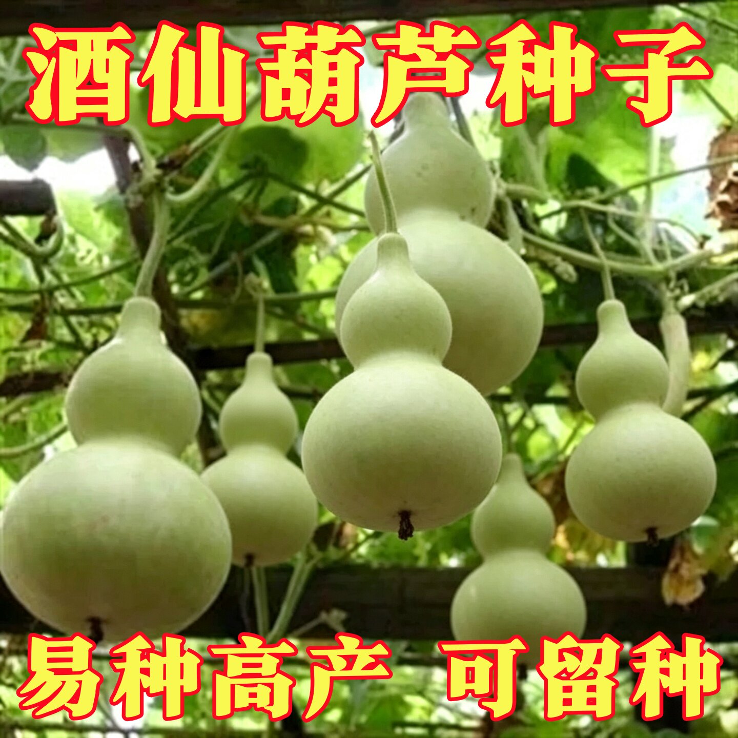 原装酒仙葫芦种子庭院盆栽大八宝葫芦种手捻葫芦籽种可观赏可开瓢