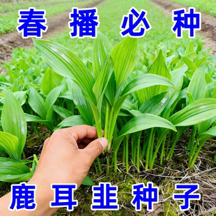 鹿耳韭种子耐寒新鲜鹿耳韭苗葱寒葱种子可食用现挖现发特色绿植