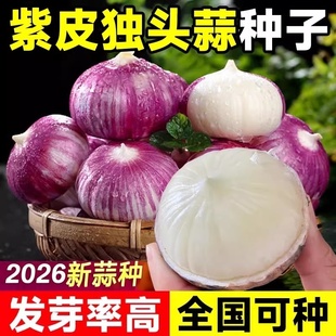 圆头大蒜独头蒜种耔紫皮云南种耔产量高四季播种独头大蒜圆头蒜种