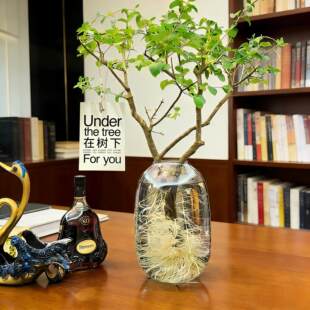 水培植物毛叶杜鹃小叶女贞鲜切枝花卉绿植千年绿叶生根发芽一直养