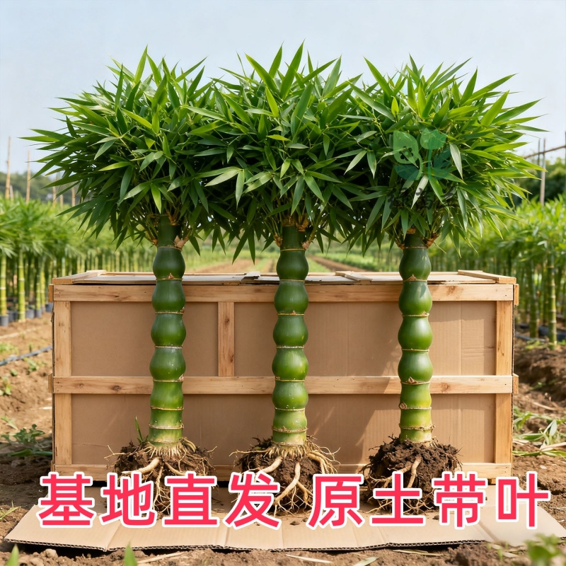绿植罗汉竹子老桩佛肚竹盆栽