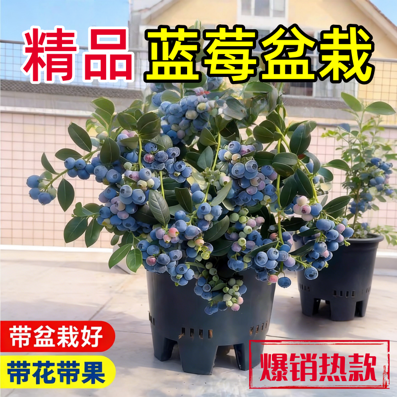 【带果发货L25花香】蓝莓树果苗盆栽蓝梅树苗带大果草莓室内耐寒,鲜花速递/花卉仿真/绿植园艺,红掌/凤梨/温室花卉,淘宝优惠券,粉丝福利购,淘宝优惠卷