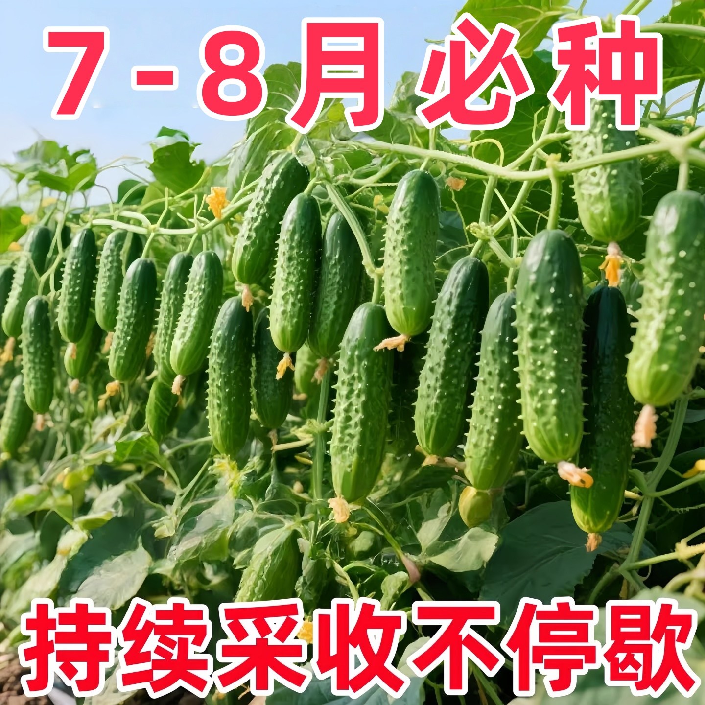 唐山秋瓜种子秋黄瓜高产水果黄瓜阳台盆栽春季秋季易播种蔬菜种子