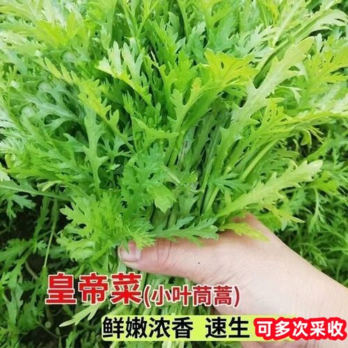 小叶茼蒿皇帝菜四季播阳台种子
