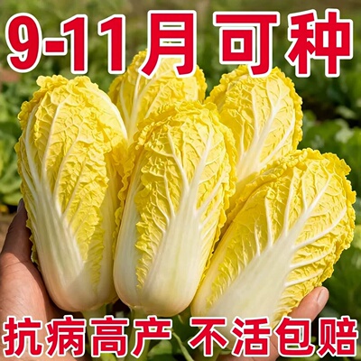 正宗进口娃娃菜种子黄心奶油味