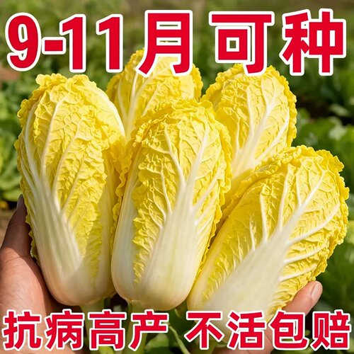 正宗进口娃娃菜种子黄心奶油味