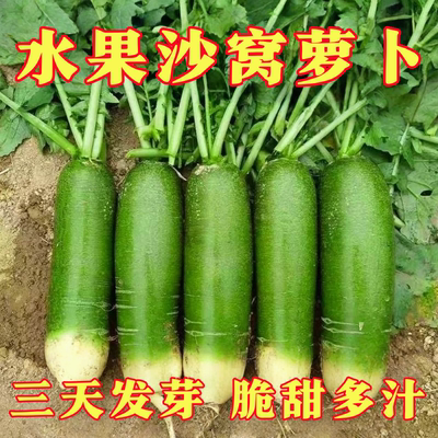 水果沙窝萝卜种子四季耐热