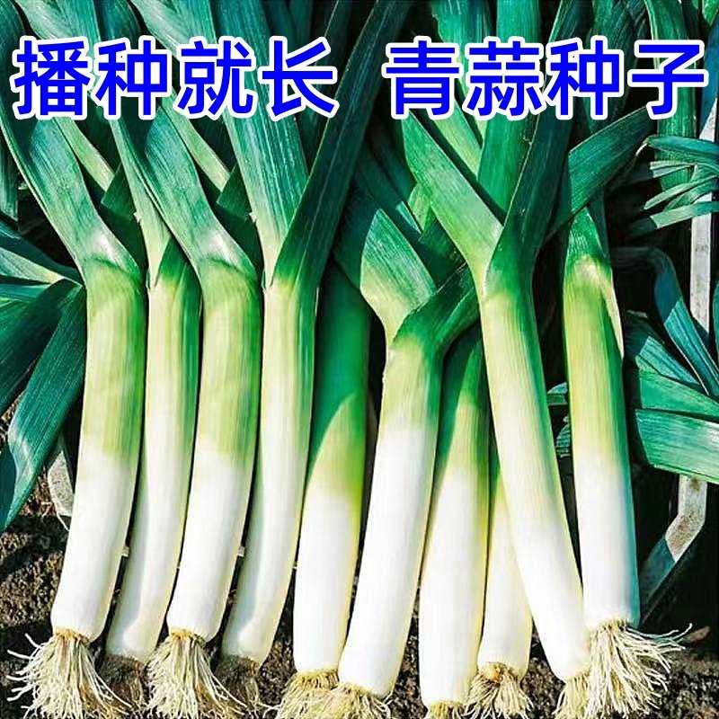 韭葱种子种籽蒜苗青蒜洋蒜苗洋大蒜四季秋冬季菜籽农家蔬菜青蒜苗,鲜花速递/花卉仿真/绿植园艺,红掌/凤梨/温室花卉,淘宝优惠券,粉丝福利购,淘宝优惠卷