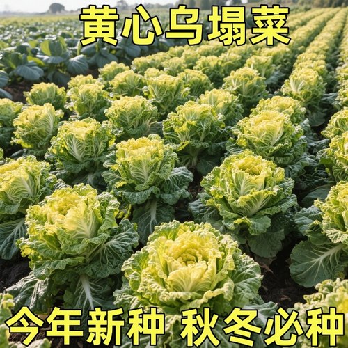 耐寒黄心乌塌菜大白菜