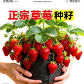 草莓种籽子丹东99四季 结果奶油草莓水果种籽蔬菜种籽大全种子孑苗