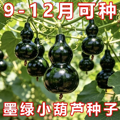 文玩手捻墨绿四季播种葫芦种子
