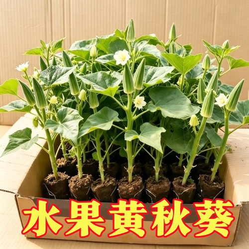 黄秋葵苗四季播阳台盆栽