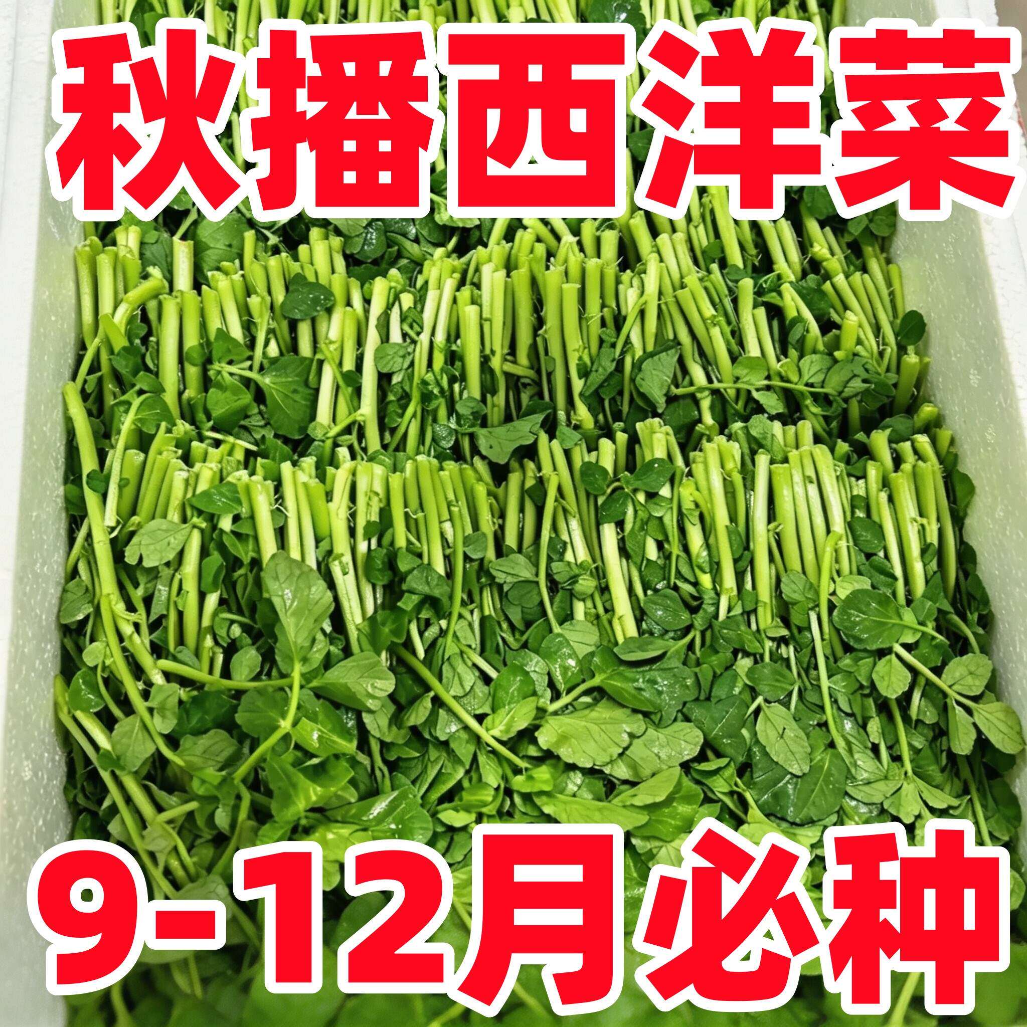 西洋菜种子 豆瓣菜种籽 四季种植野生水生儿童保健蔬菜野生青菜籽