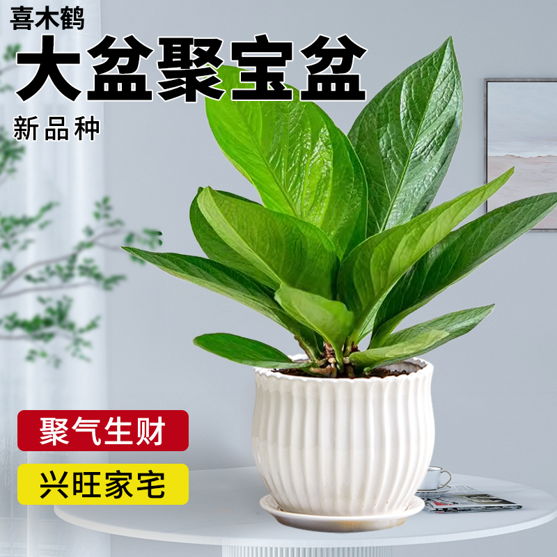 聚宝盆大叶绿植水培易养招财