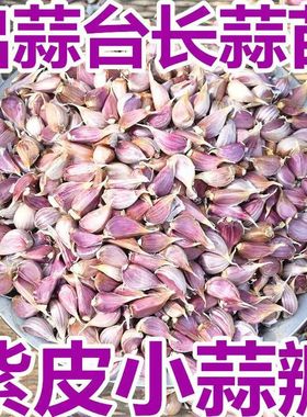 紫皮小蒜瓣蒜头蒜籽2024年新鲜疏菜大理红蒜米土香蒜瓣干大蒜种植