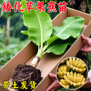 香蕉树苹果蕉红皮矮化芭蕉盆栽水果苗庭院当年结果抗寒盆栽易成活