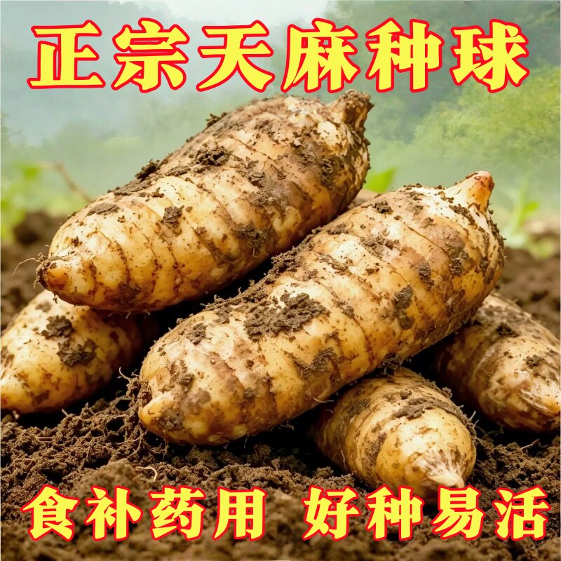 天麻种植苗种子正宗高产天麻种球0代种新鲜现挖高产室内室外阳台