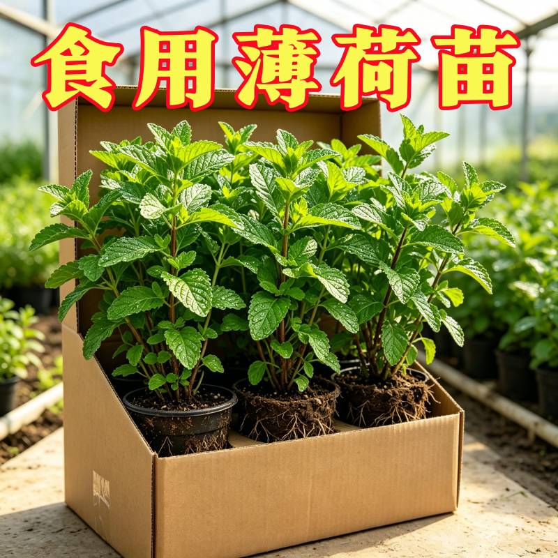 食品级驱蚊可食用薄荷盆栽种子图片