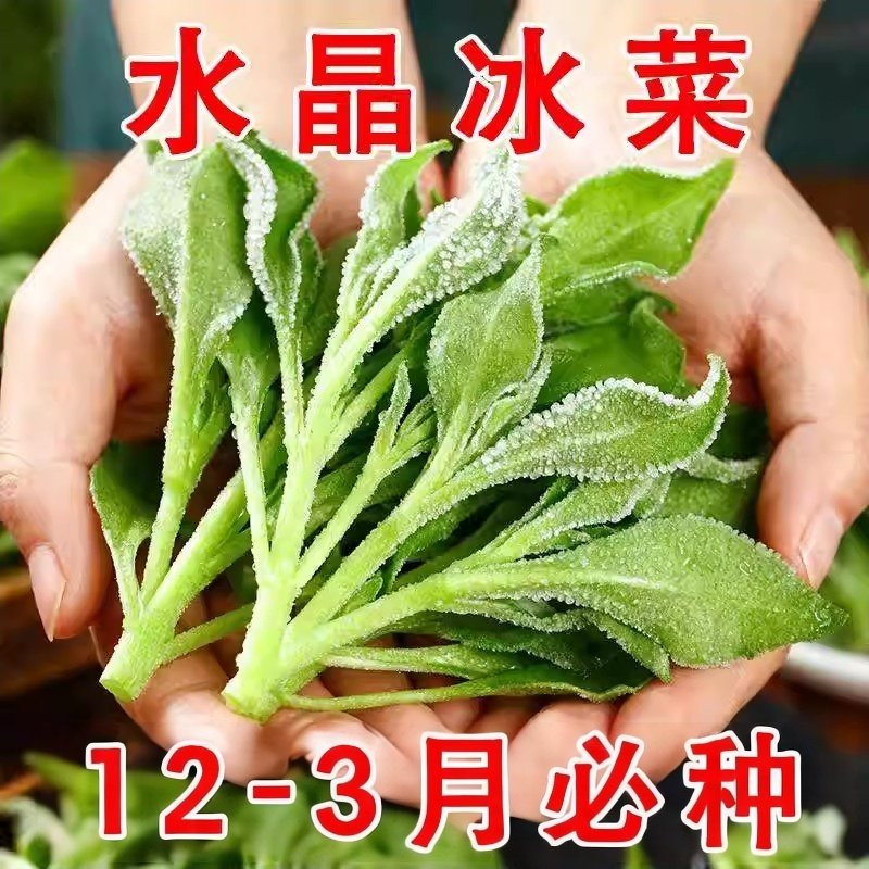 正品冰菜新鲜冰晶菜南方蔬菜四季长寿菜营养高钙冻不死沙拉菜种子,鲜花速递/花卉仿真/绿植园艺,种苗/半成品盆栽,淘宝优惠券,粉丝福利购,淘宝优惠卷