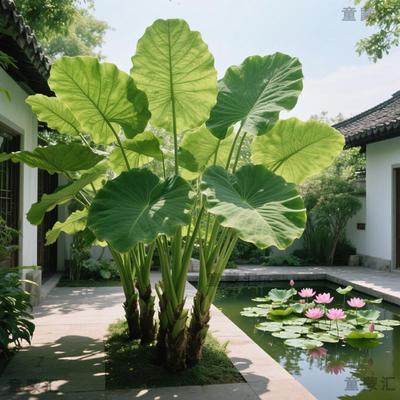 进口缅帝巨型霸王芋老桩根叶大