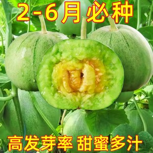 绿宝石甜瓜种子薄皮超甜香瓜种子春季四季脆瓜早熟高产香瓜种子籽