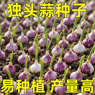 紫皮独头蒜种籽正品蔬菜种子苗四川大头蒜种子新品独头大蒜四季