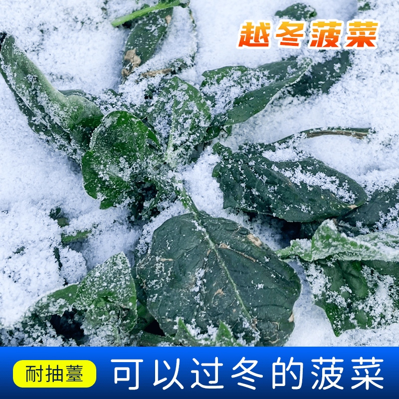 菠菜种籽四季种植耐寒耐热
