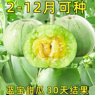 绿宝石甜瓜种子薄皮超甜香瓜种子春季四季脆瓜早熟高产香瓜种子籽