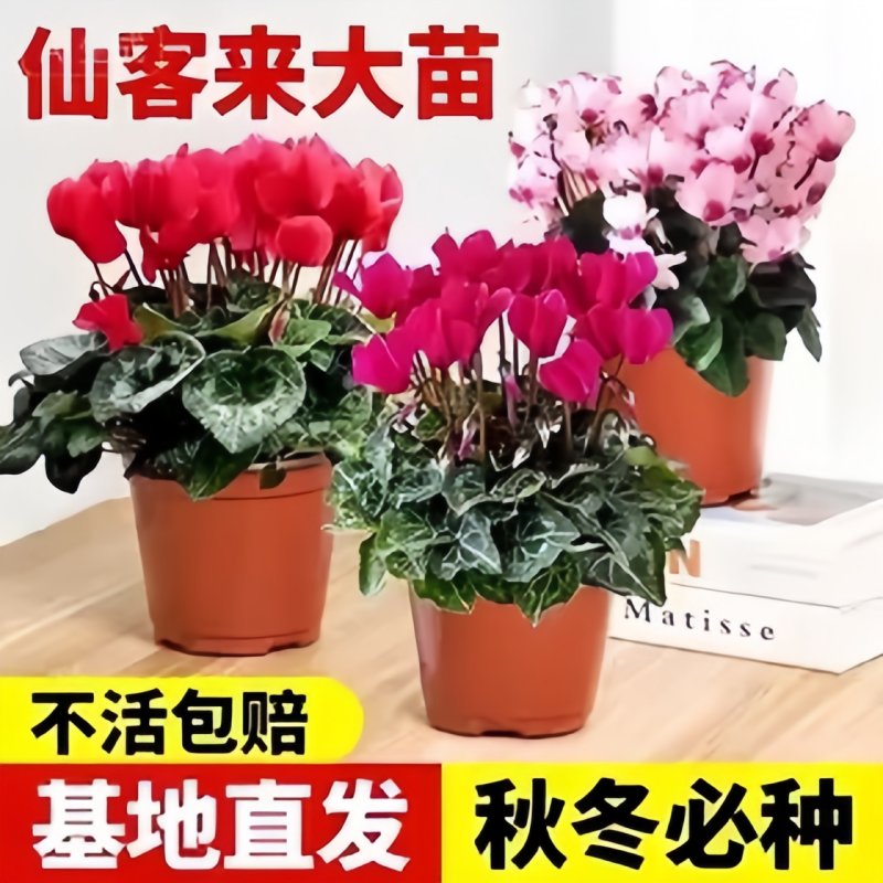 仙客来盆栽带花特大号兔子花卉植物室内重瓣蝴蝶兰好养苗庭院阳台,鲜花速递/花卉仿真/绿植园艺,红掌/凤梨/温室花卉,淘宝优惠券,粉丝福利购,淘宝优惠卷