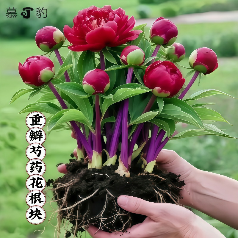 重瓣芍药花苗四季播种开花