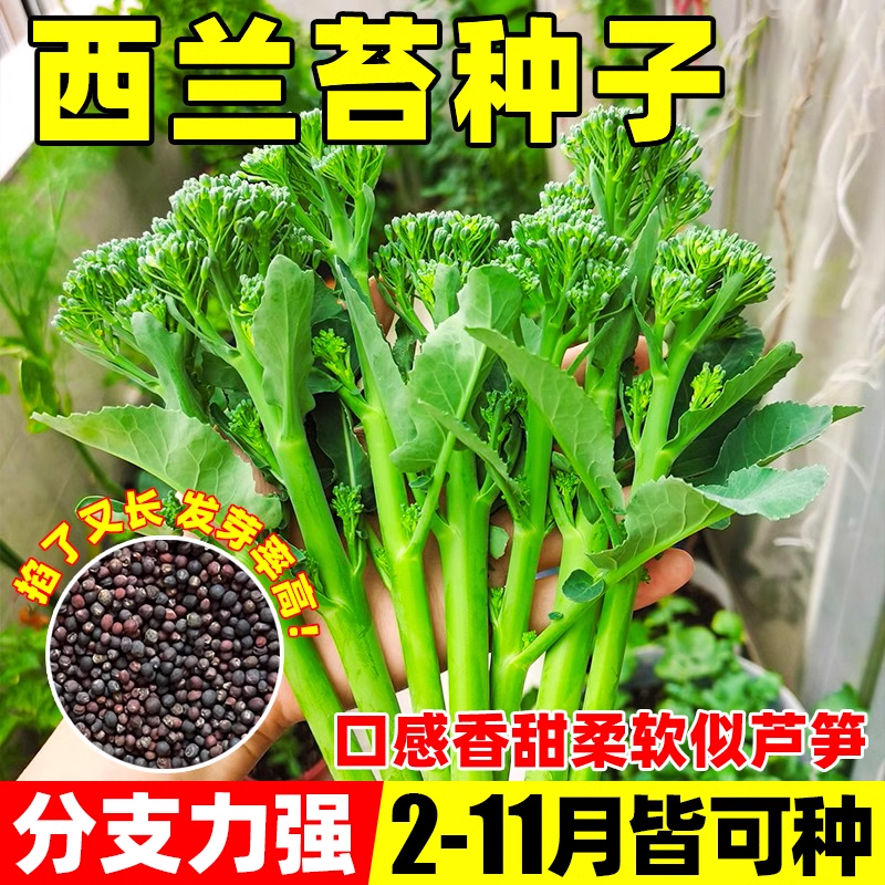 云南新鲜兰花苔西兰花脆嫩