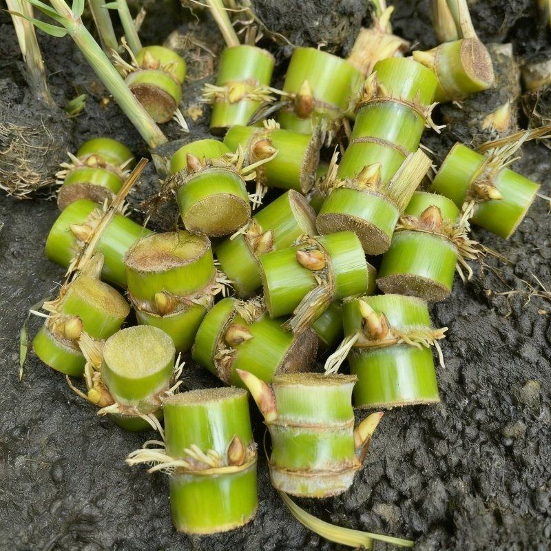 黄金白玉甘蔗种苗盆栽正宗广西黄皮甘蔗苗种黑皮甘蔗种节南北方种,鲜花速递/花卉仿真/绿植园艺,红掌/凤梨/温室花卉,淘宝优惠券,粉丝福利购,淘宝优惠卷