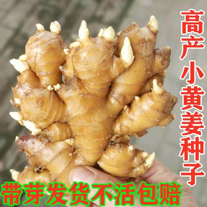 山东大姜带芽种子及种植苗图片