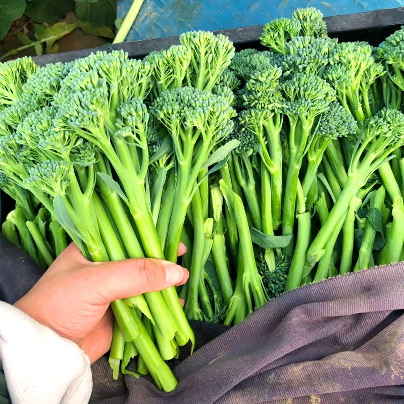 西兰苔种子西洋芥兰种籽