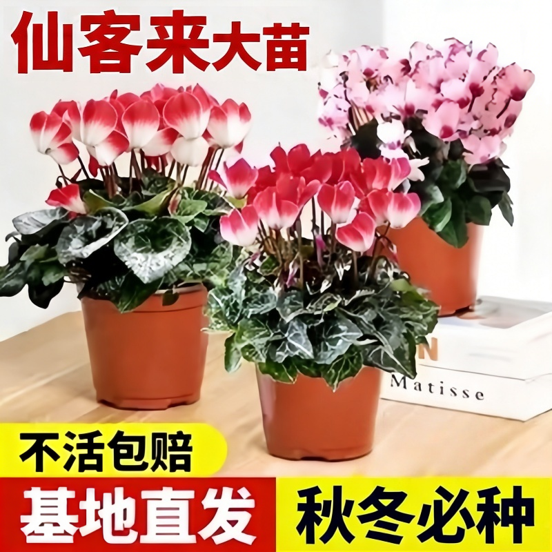 仙客来盆栽带花特大号兔子花卉植物室内重瓣蝴蝶兰好养苗庭院阳台,鲜花速递/花卉仿真/绿植园艺,红掌/凤梨/温室花卉,淘宝优惠券,粉丝福利购,淘宝优惠卷