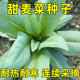 高州甜麦菜种子圆叶苦麦菜秧苗四季 种植不生虫盆栽地栽阳台小院种