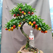 金弹子可挂果盆栽四川小叶金单子带造型观果盆景小苗母桩练手母带