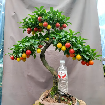 四川小叶金弹子带果盆栽母桩