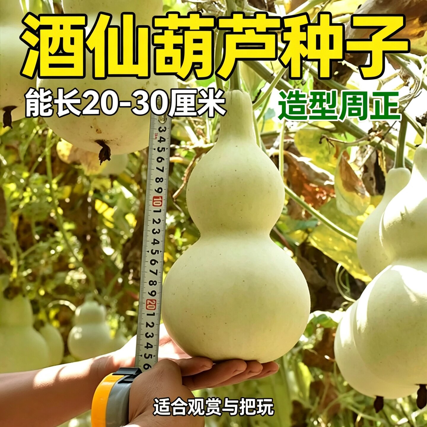大酒仙葫芦种子室外庭院盆栽巨型八宝文玩四季观赏手捻葫芦籽种