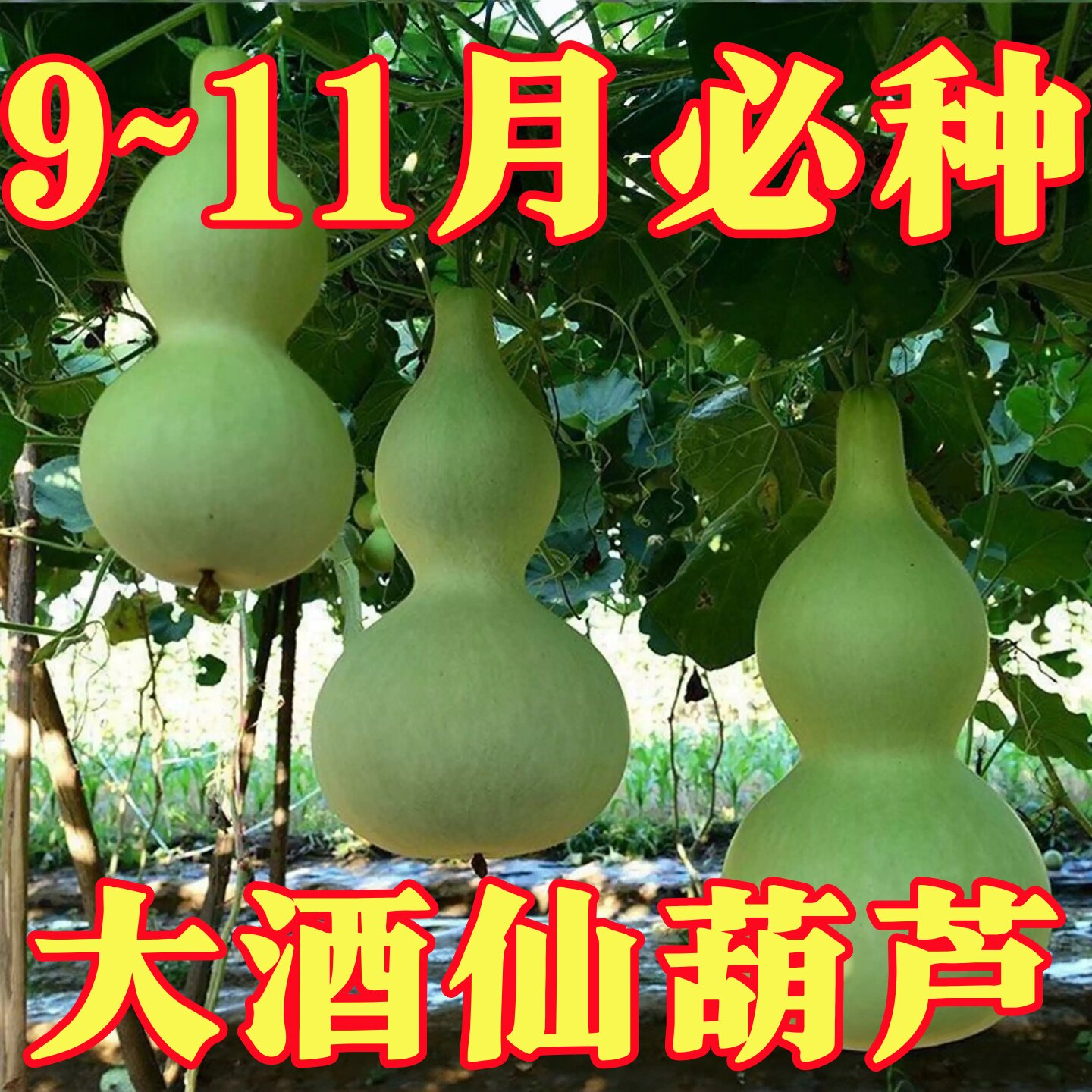 酒仙葫芦种子大号八宝籽观赏压腰葫芦中籽庭院观赏葫芦种子籽文玩