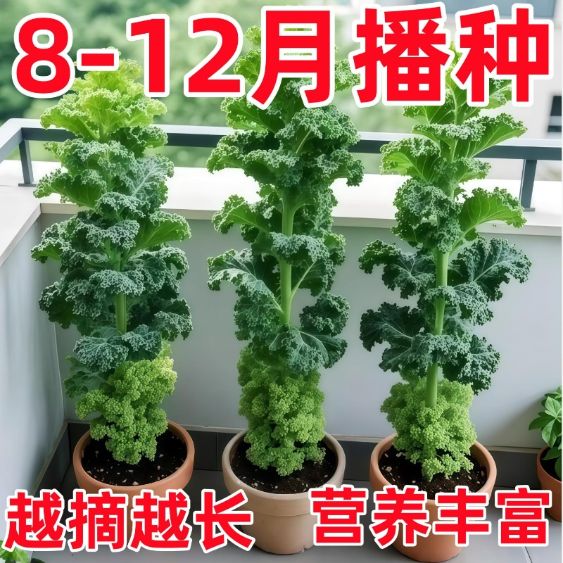 羽衣甘蓝种子四季耐寒食用观赏