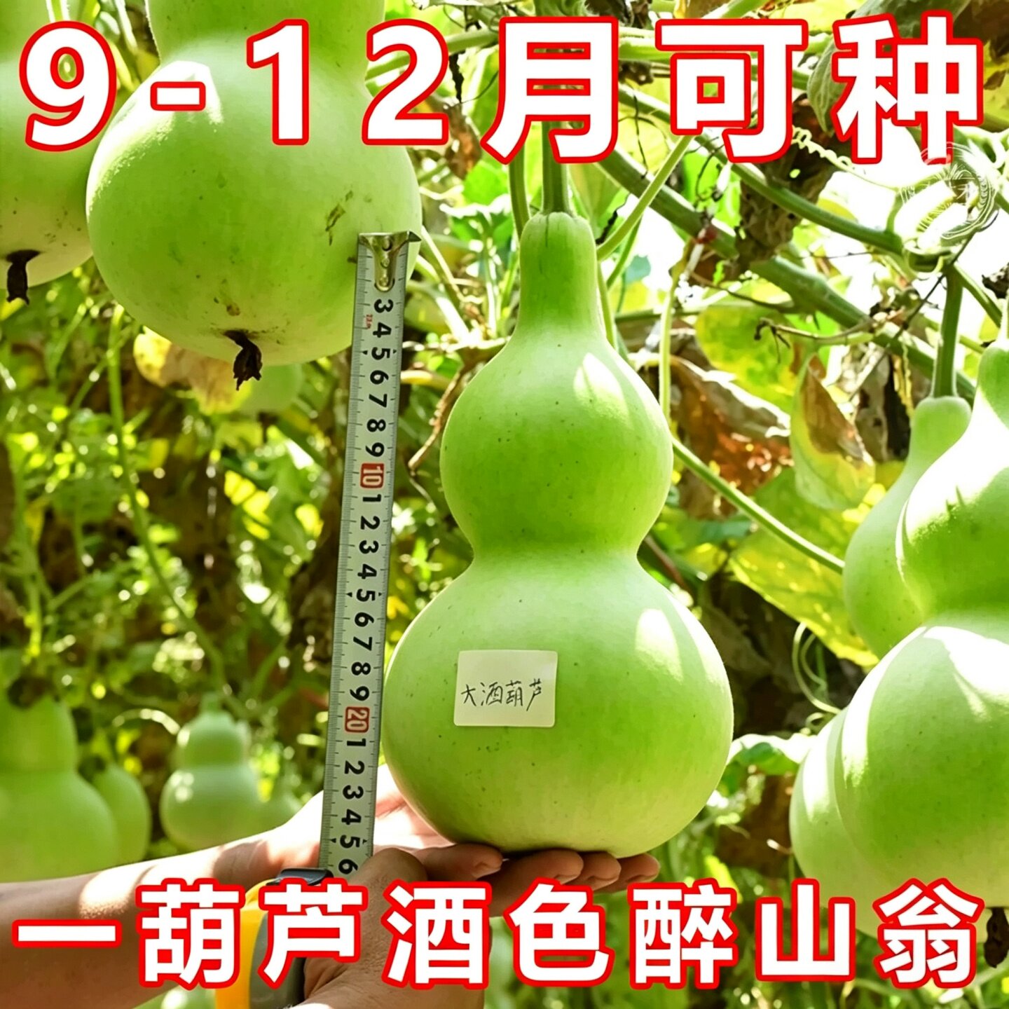 大酒仙葫芦种子室外庭院盆栽巨型八宝文玩四季观赏手捻葫芦籽种