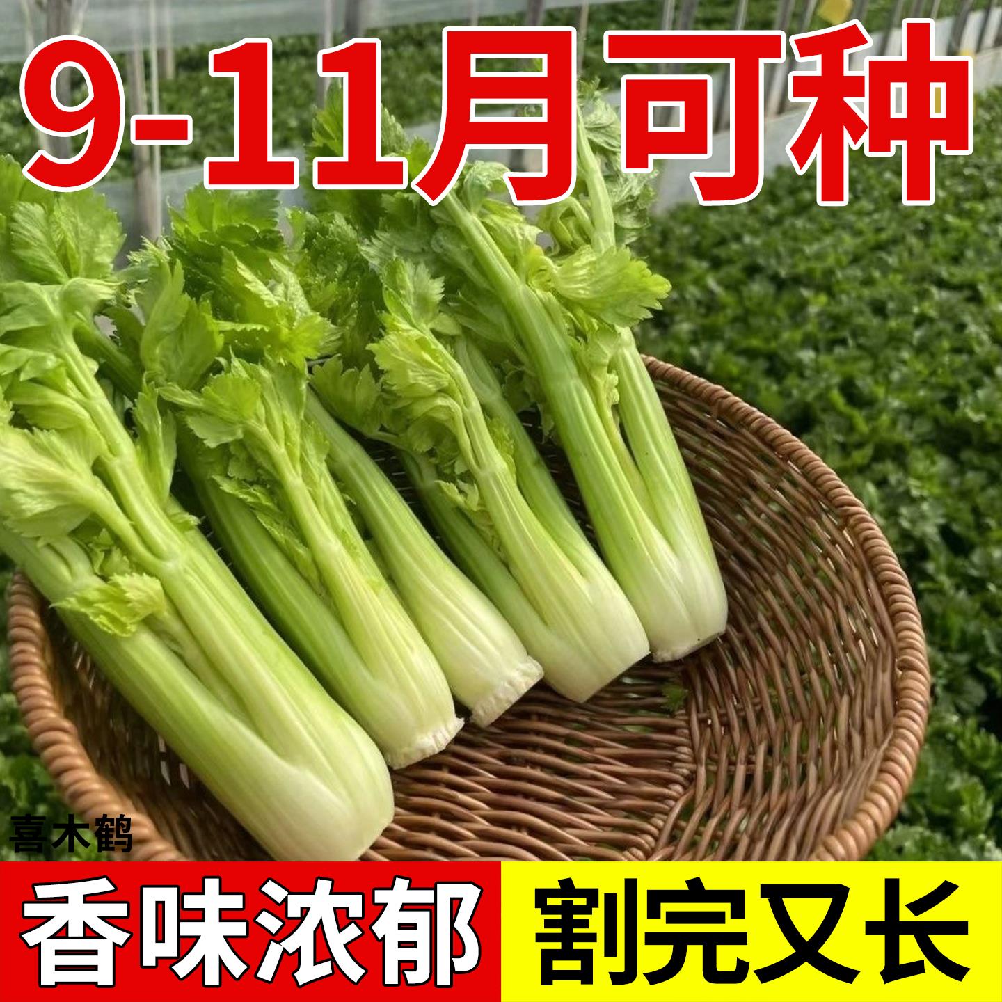 云南水果青芹菜种子西芹嫩芽