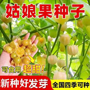 姑娘果种子粒粒甜黄姑娘果种子一年四季种阳台盆栽东北菇娘果种子