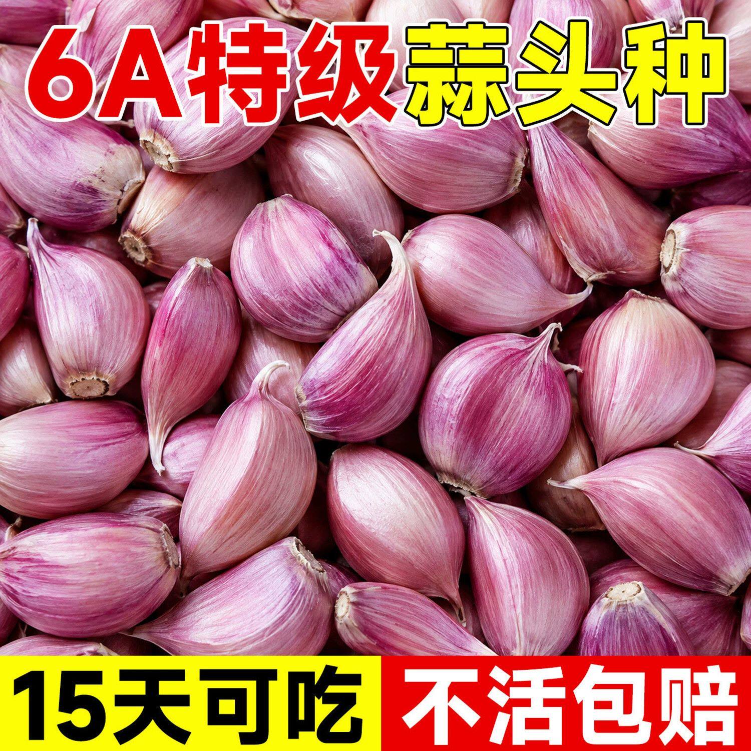 紫皮大蒜种子种籽长蒜苔头蒜种蒜苗红皮干蒜四季蒜头苗种农家种籽