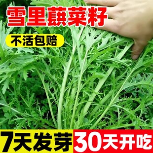 雪里蕻种子细叶雪里红菜种籽四季酸菜咸菜腌菜雪菜青菜蔬菜种子籽