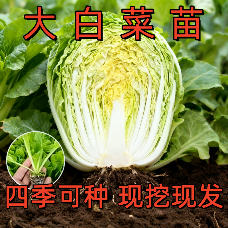 寿光大白菜苗黄心白菜秧苗