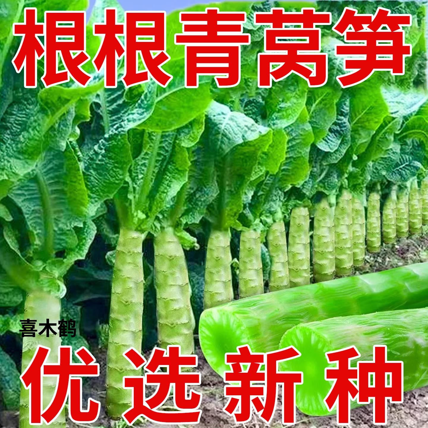 四季莴笋种子高产耐热耐寒