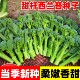 云南新鲜兰花苔西兰花苔芥蓝菜农家自种西兰花脆嫩兰花菜苔新鲜