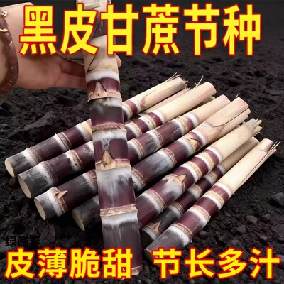 甘蔗种苗南北方可种脆皮多汁